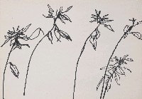 藏品(花)的圖片