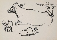 藏品(牛)的圖片