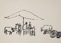 藏品(牛)的圖片