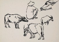 藏品(牛)的圖片