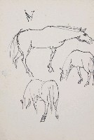 藏品(馬)的圖片