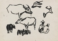 藏品(牛)的圖片