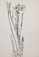 藏品(水仙花)的圖片