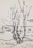 藏品(樹)的圖片