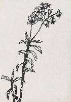 藏品(蘭花)的圖片