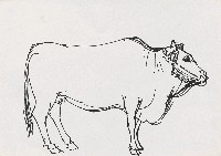 藏品(牛)的圖片