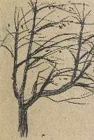 藏品(樹)的圖片