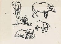 藏品(牛)的圖片