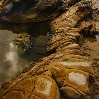 藏品(吐司麵包)的圖片