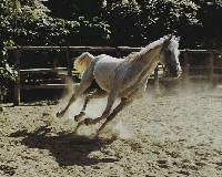 藏品(安曼雄姿)的圖片