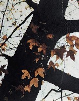 藏品(殘秋)的圖片