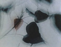 藏品(魅)的圖片