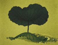 藏品(影)的圖片