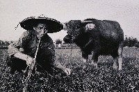 藏品(老牛與我)的圖片