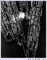 藏品(木筏)的圖片