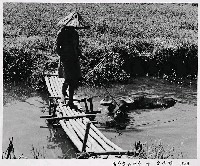 藏品(看牛童與水牛)的圖片