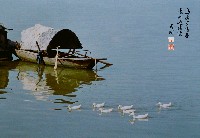 藏品(烏蓬映素羽)的圖片