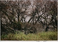 藏品(河邊老樹(臺灣. 石門水庫))的圖片