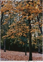 藏品(葉紅知秋(法國.巴黎))的圖片