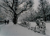 藏品(冬景)的圖片