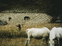 藏品(農村)的圖片