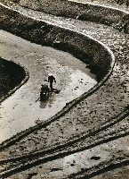 藏品(犁田)的圖片