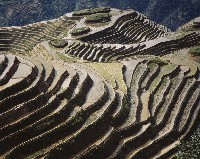 藏品(龍脊梯田)的圖片