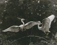 藏品(愛神之箭)的圖片