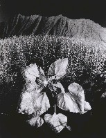 藏品(田園之美)的圖片