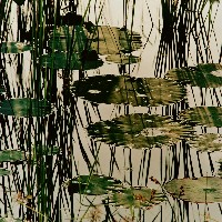 藏品(露佩風裳)的圖片