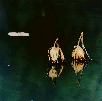 藏品(香清翠城)的圖片