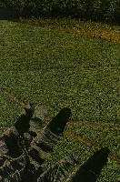 藏品(蕉葉迎風)的圖片