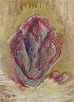 藏品(魚和蚌)的圖片