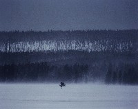 藏品(堅毅的小樹)的圖片