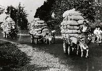 藏品(豐收)的圖片