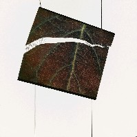 藏品(破葉(3))的圖片