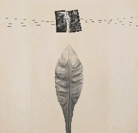 藏品(無題(4))的圖片