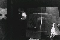 藏品(動.物(No4))的圖片