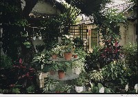 藏品(臺北花園)的圖片