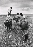 藏品(黃昏堤上)的圖片