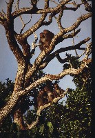 藏品(臺灣獼猴)的圖片