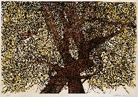 藏品(樹)的圖片