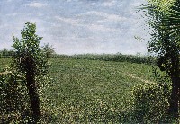 藏品(椰風(水稻田系列之24))的圖片