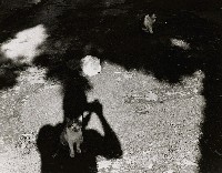 藏品(午后)的圖片