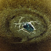 藏品(蝕)的圖片