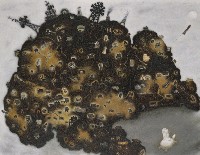 藏品(堡島)的圖片