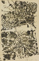 藏品(蝴蝶)的圖片