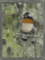 藏品(野林深處-栗背林鴝)的圖片