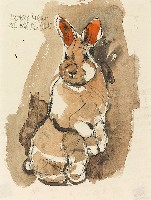 藏品(兔子)的圖片