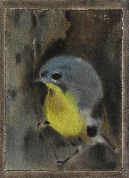 藏品(黃腹琉璃)的圖片